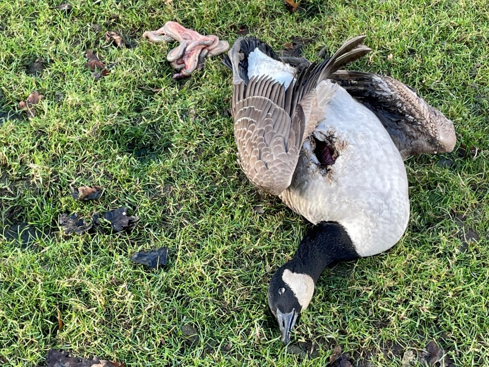 A Canada goose was killed by a freak ball of lightning at Booths Park lake in Knutsford Picture: Chris Harrison