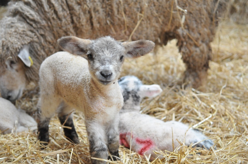 Visitors will be able to meet newborn lambs and their mums