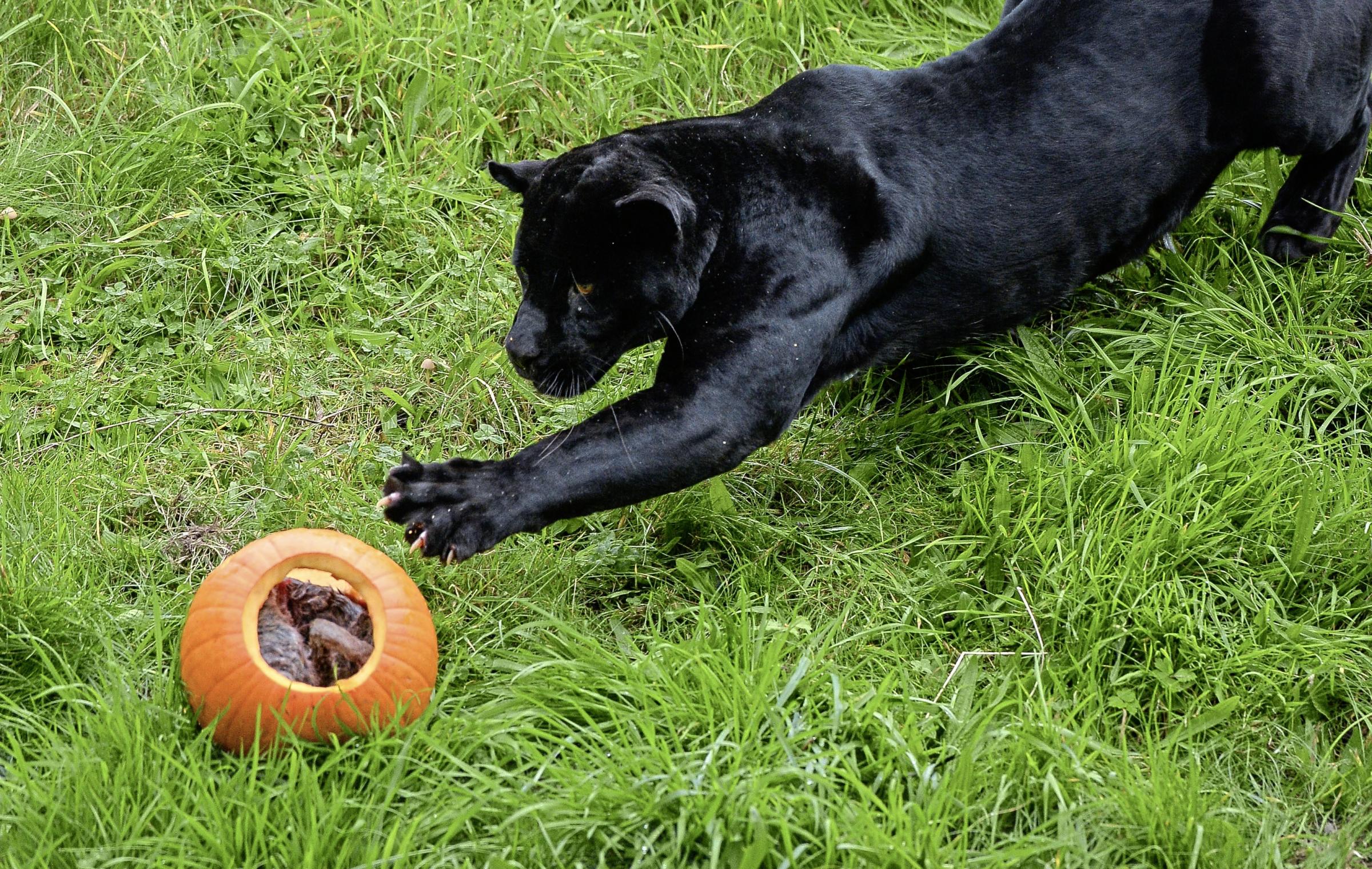 Black jaguar Goshi goes in pursuit of pumpkins at Chester Zoo.