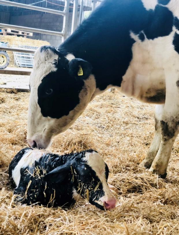 Northwich Guardian: Calf Bidlea Peach, the latest arrival to the Holstein Fresian herd