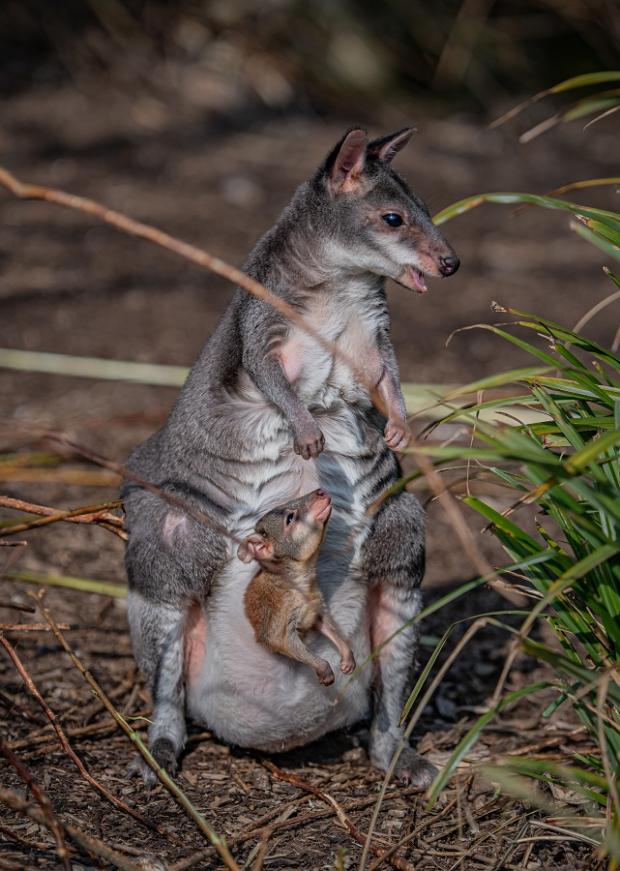 Northwich Guardian: A new born dusky pademelon joey peeks out of its mum's pouch for the first time at Chester 