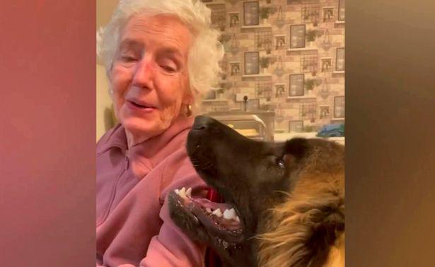 Northwich Guardian: Floyd is gentle with all of the residents (Jodie Solaiman/Redwalls Nursing Home)