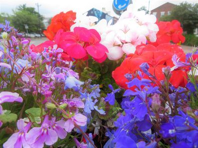 Jan E Peddies red, white and blue flowers in New Brighton
