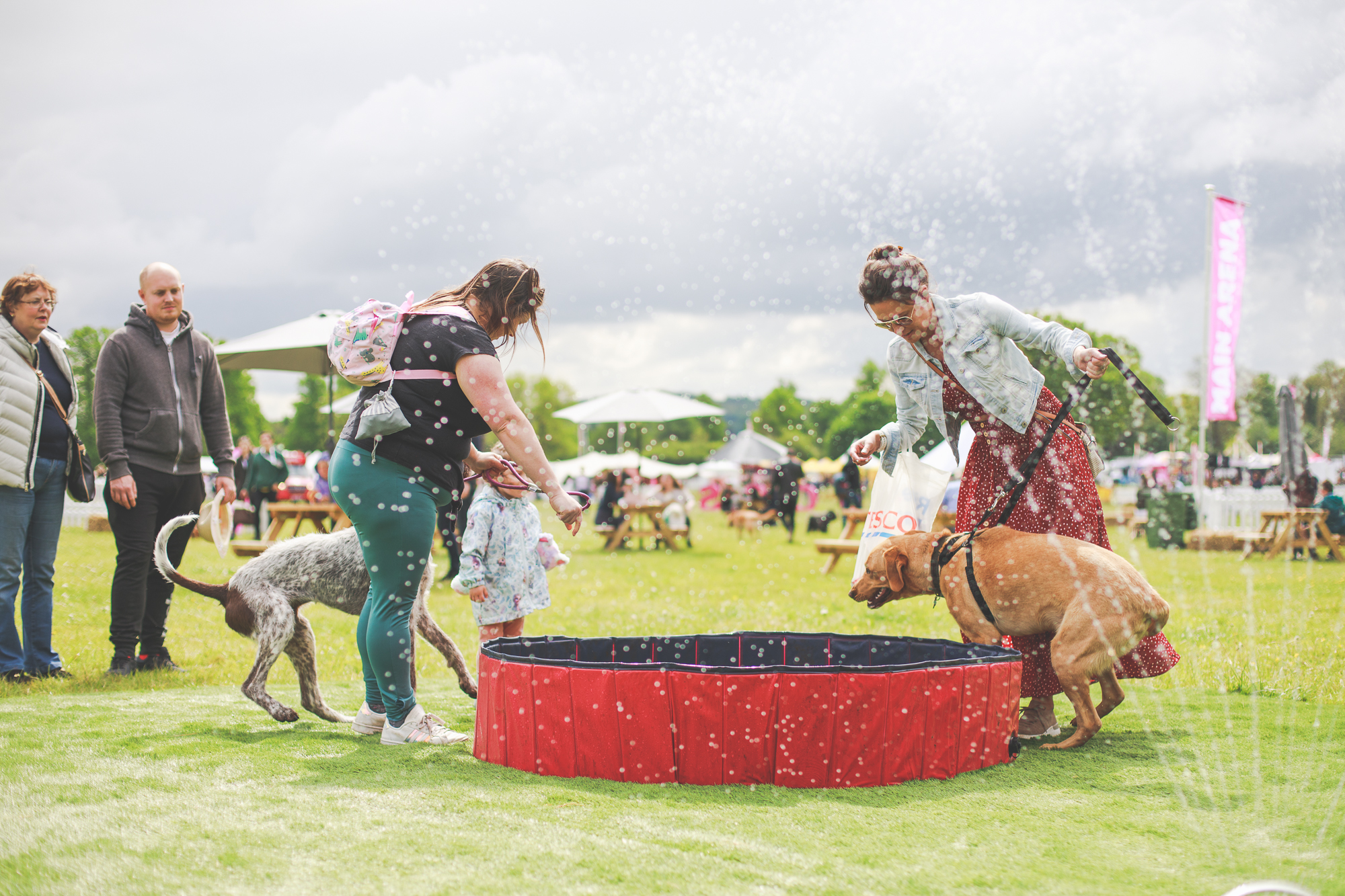 DogFest returns to Tatton Park for paw-some fun in June - Vimarsana News