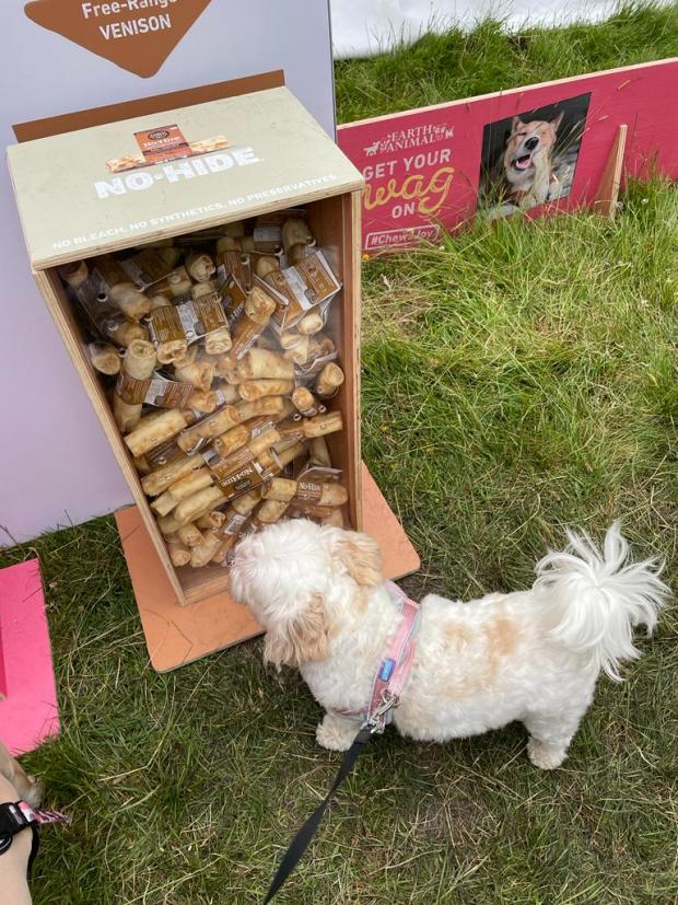 Northwich Guardian: Rosie picking out her treat at Earth Animal