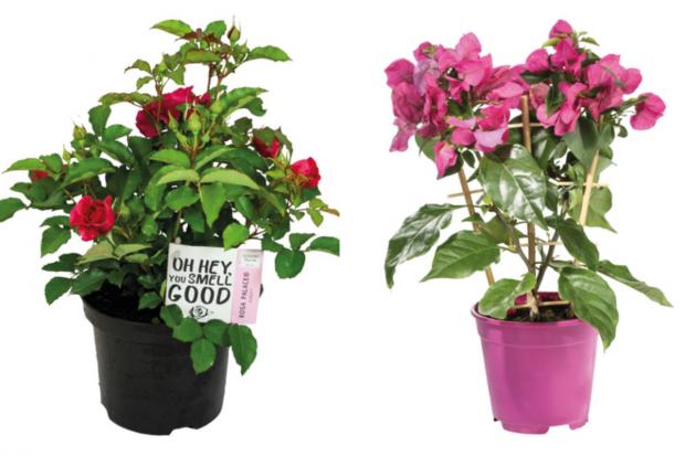 Northwich Guardian: (left) Garden Rose and (right) Bougainvillea (Lidl/Canva)