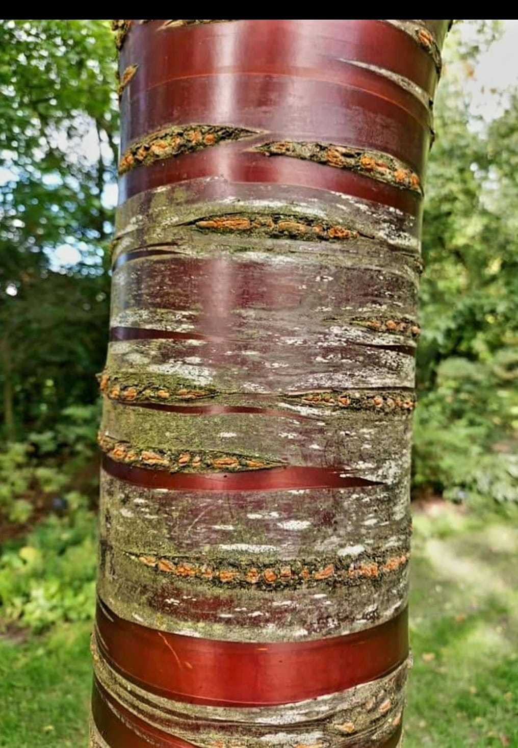 Red ribbon treet bark by Miriam Elder