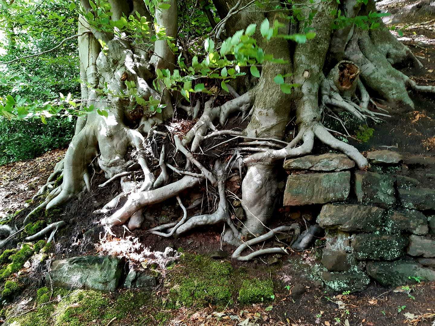 Tree roots by Miriam Elder