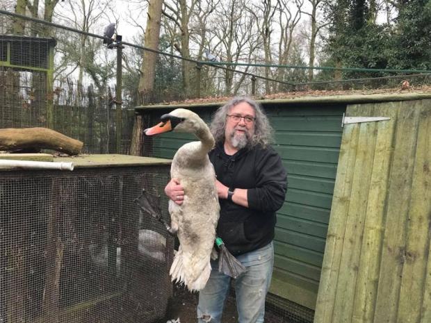 Northwich Guardian: This picture of Ray Jackson with an injured swan was taken before Covid