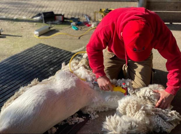 Northwich Guardian: Alpaca shearing
