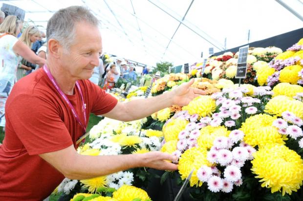 Northwich Guardian: Trevor Lawrence, of Chrysanthemums Direct, won a gold medal for his stunning blooms