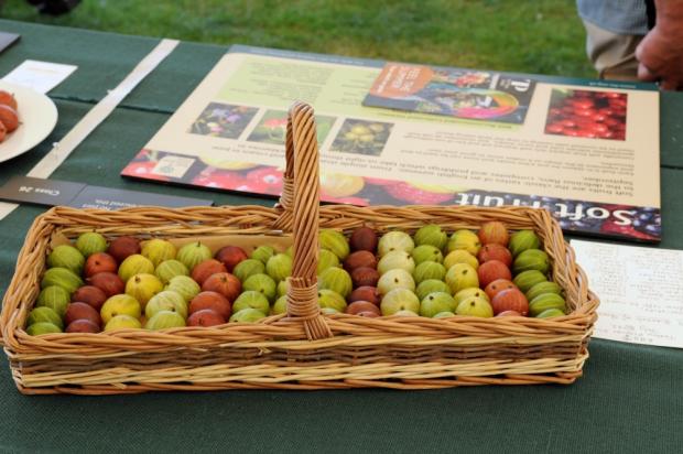 Northwich Guardian: Anna Hart's basket of gooseberries won first prize 