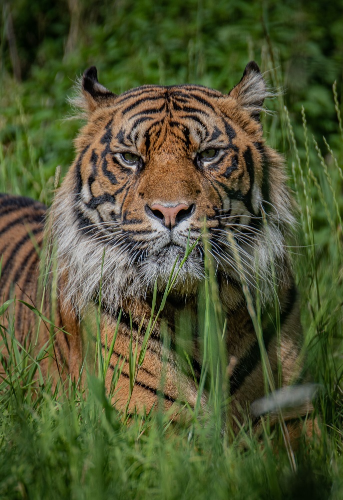 New Chester Zoo arrival, Sumatran tiger Dash.