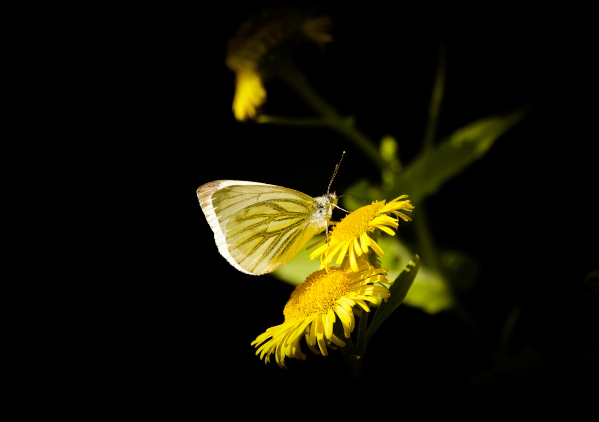A great-veined white butterfly by Heather Wilde