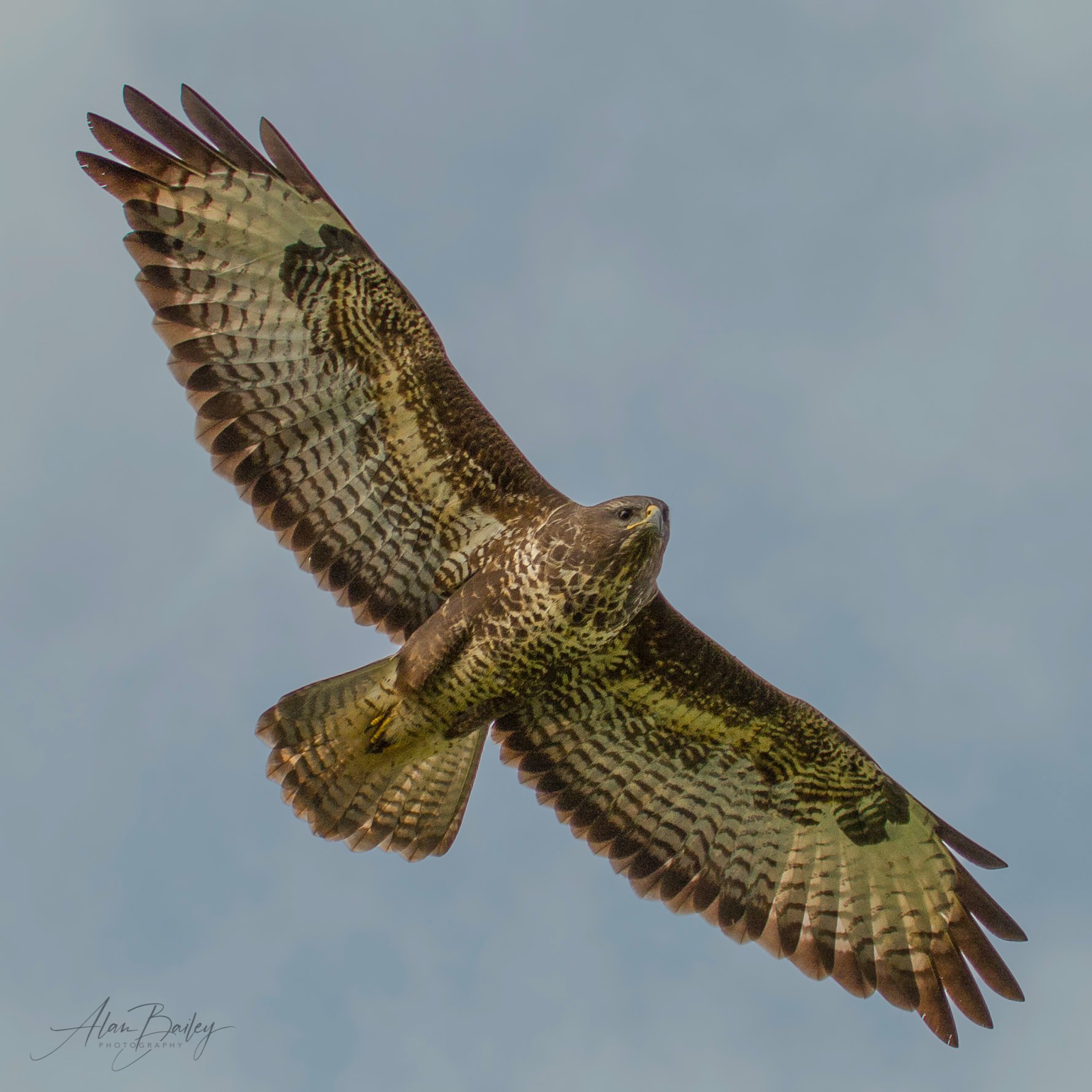 A soaring buzzard over Weaver Parkway by Alan Bailey