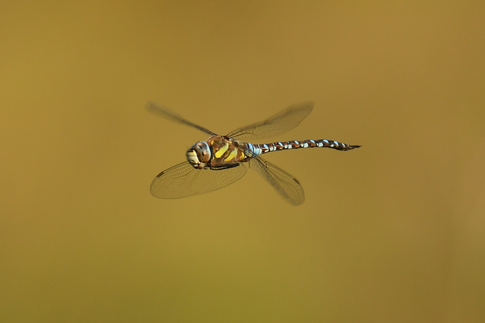 A dragonfly at Abbots Moss by Paul Wright
