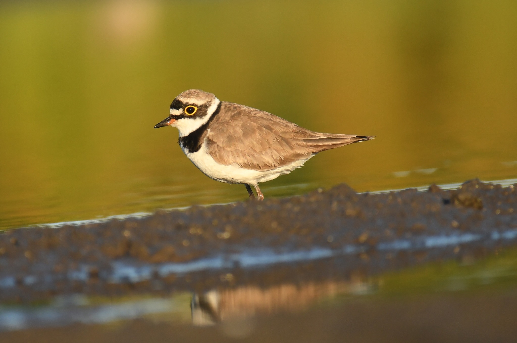 A little ringed Plover in Winsford by Paul Wright
