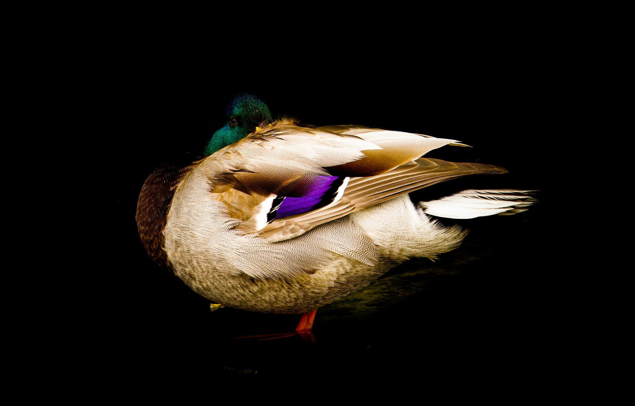 A snoozing mallard on The Weaver by Heather Wilde