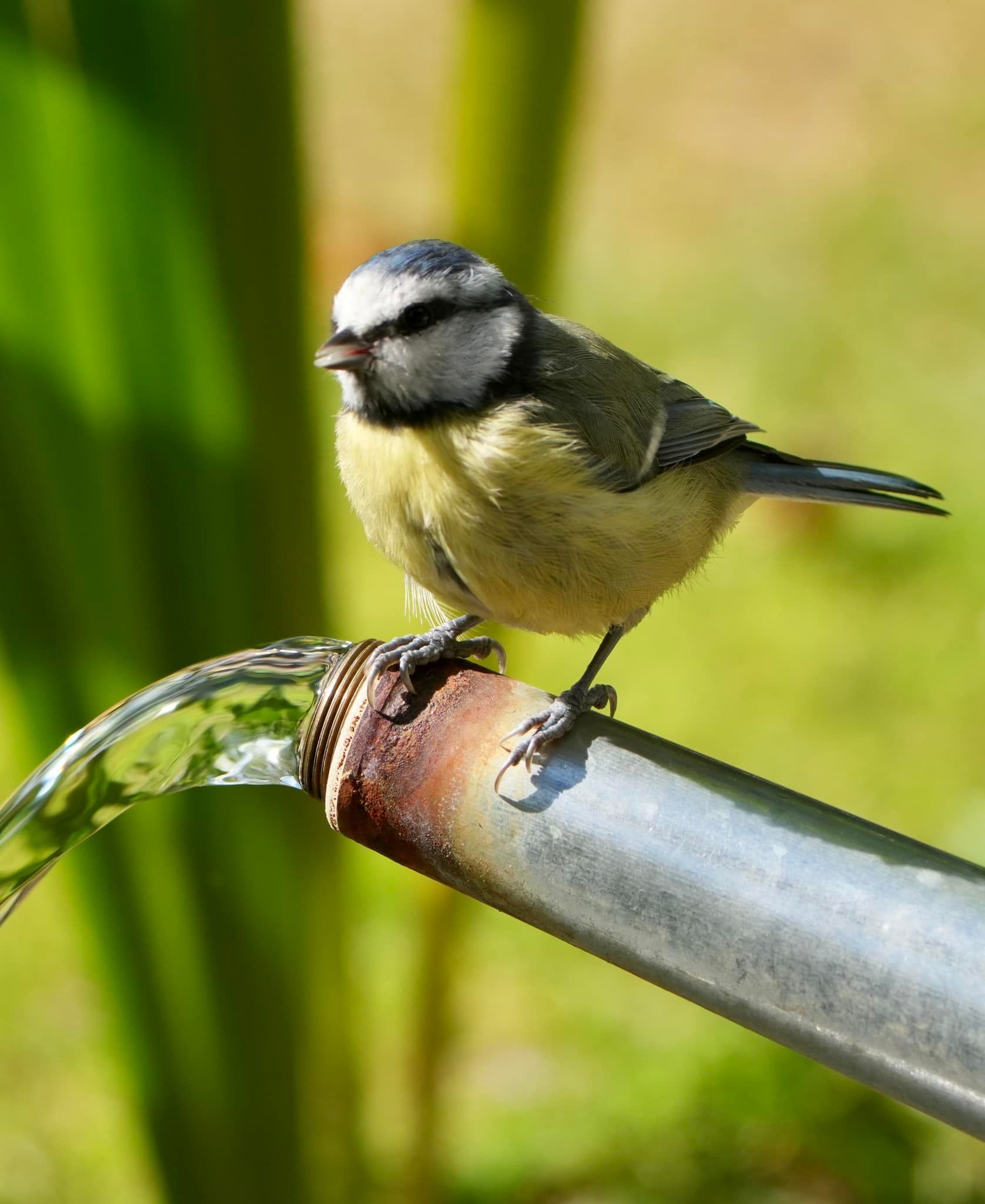 A bluetit enjoying the watering can by Andy Conboy