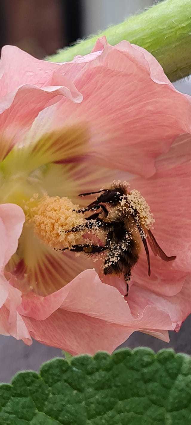 A busy bee by Cathie Leather
