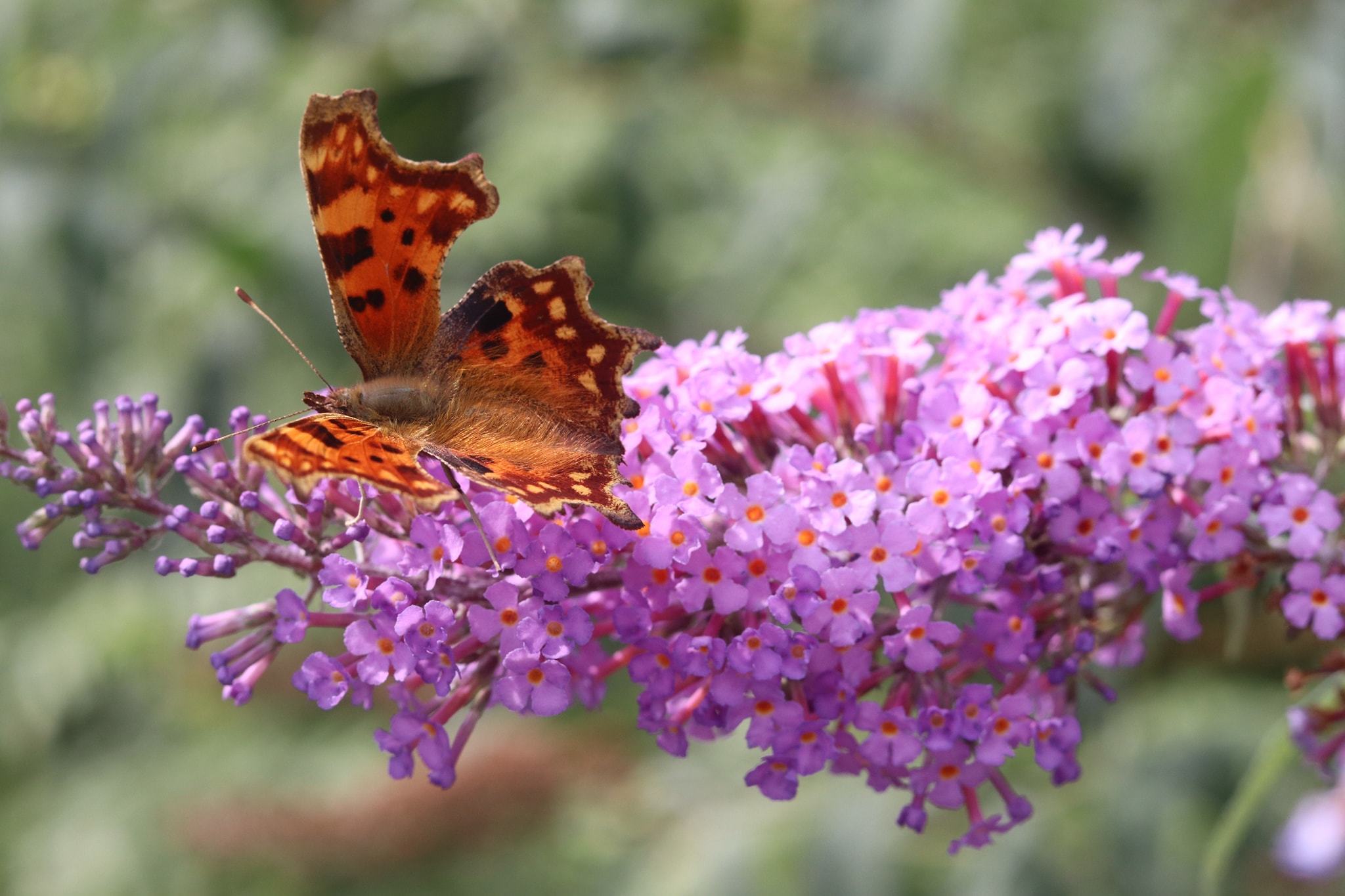 A butterfly in Marbury Park by Patricia Dyson