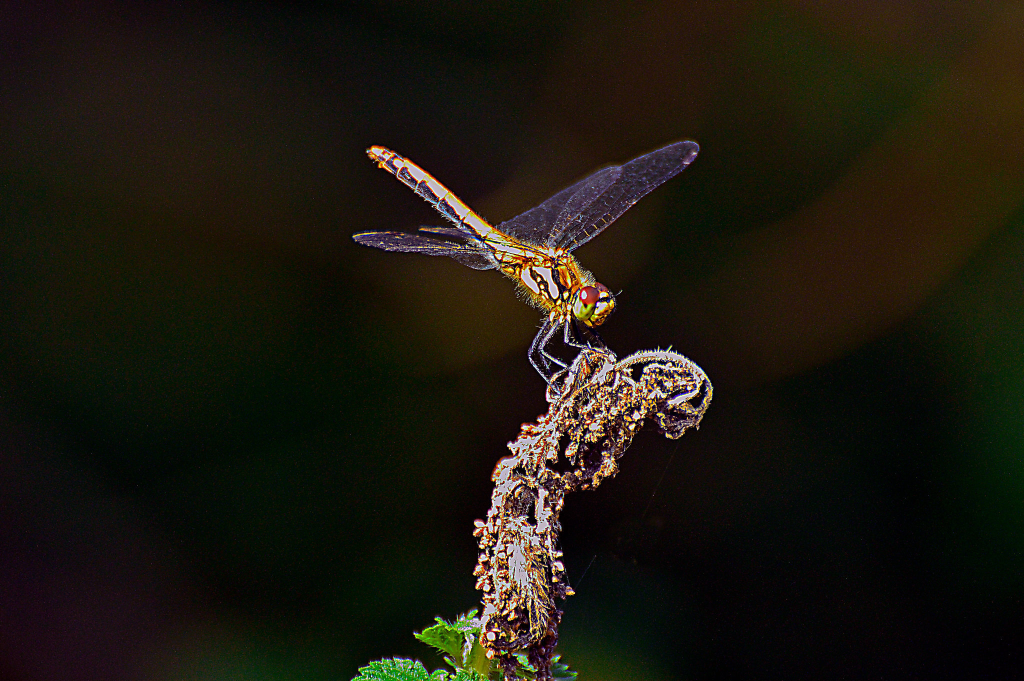 A dragonfly by Joy Beresford