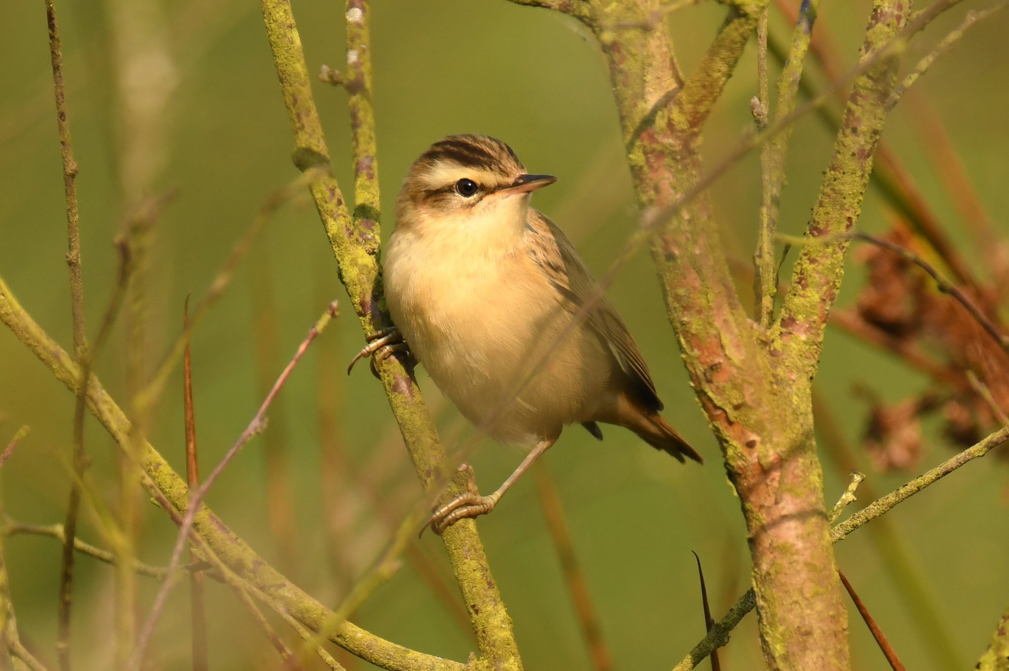 A sedge warbler by Paul Wright