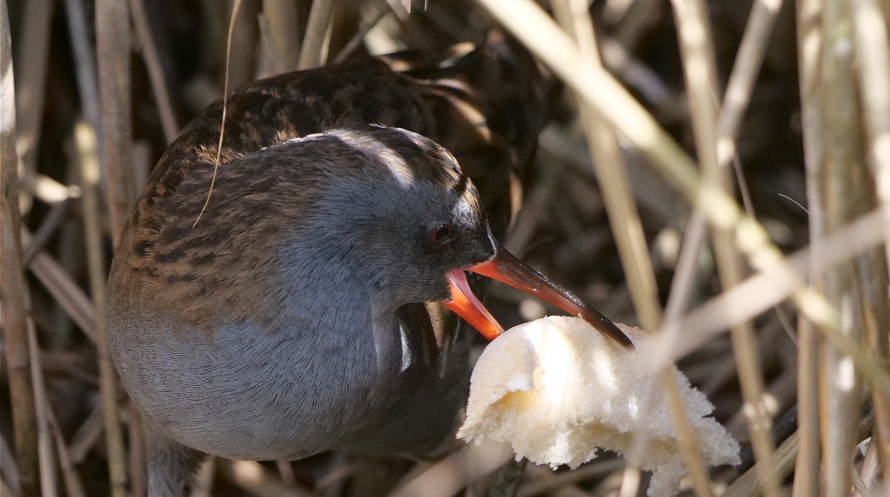 A water rail by Russell Dean