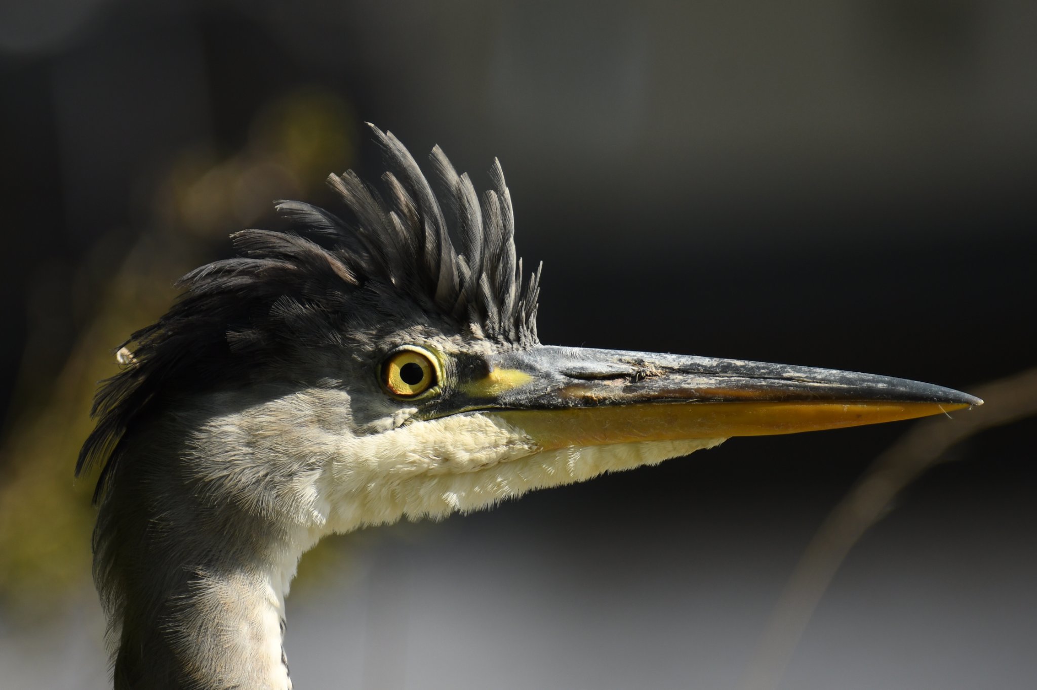 Paul Wrights close up of a heron