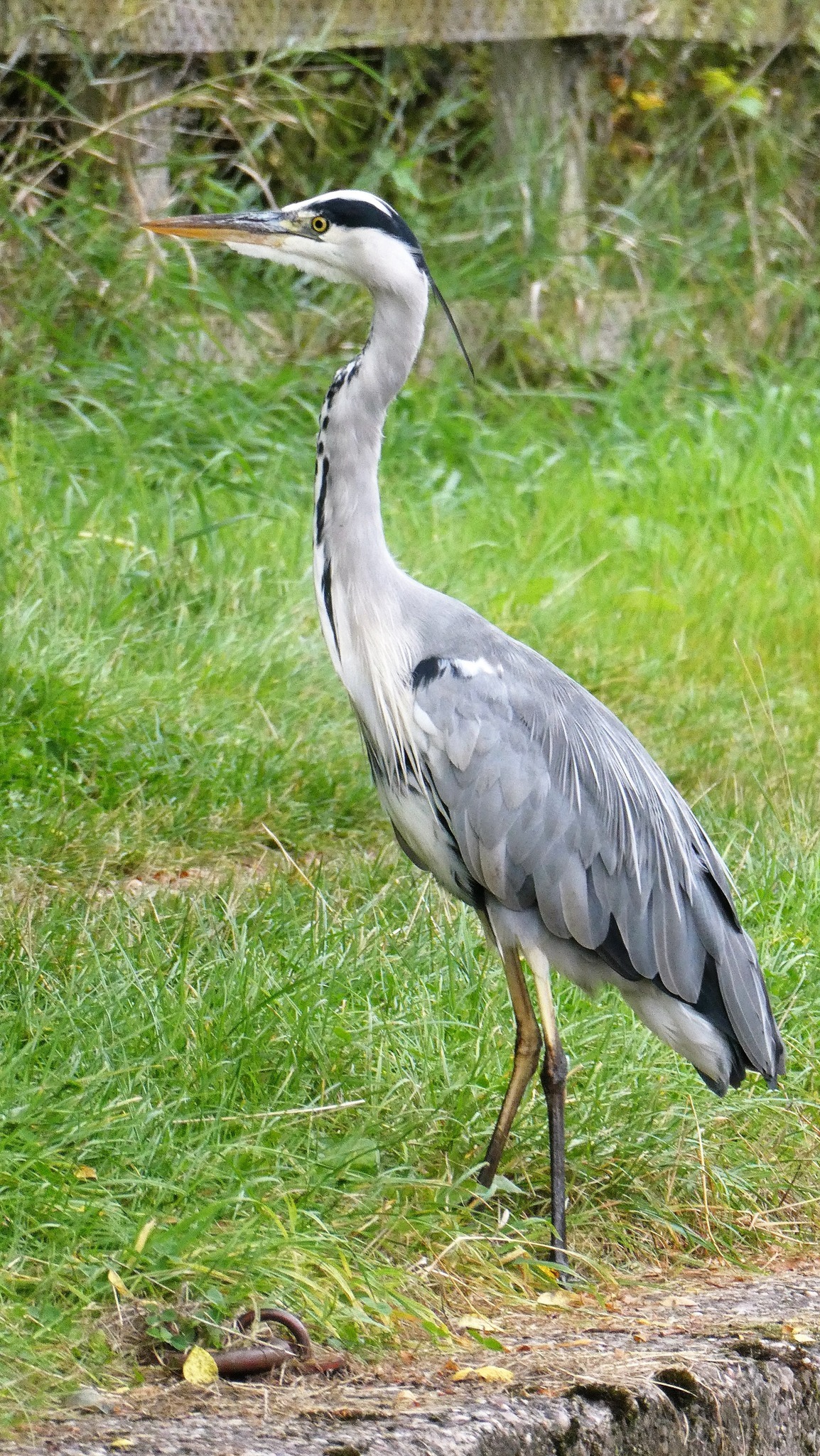 A heron on the Trent and Mersey Canal by Lynne Bentley