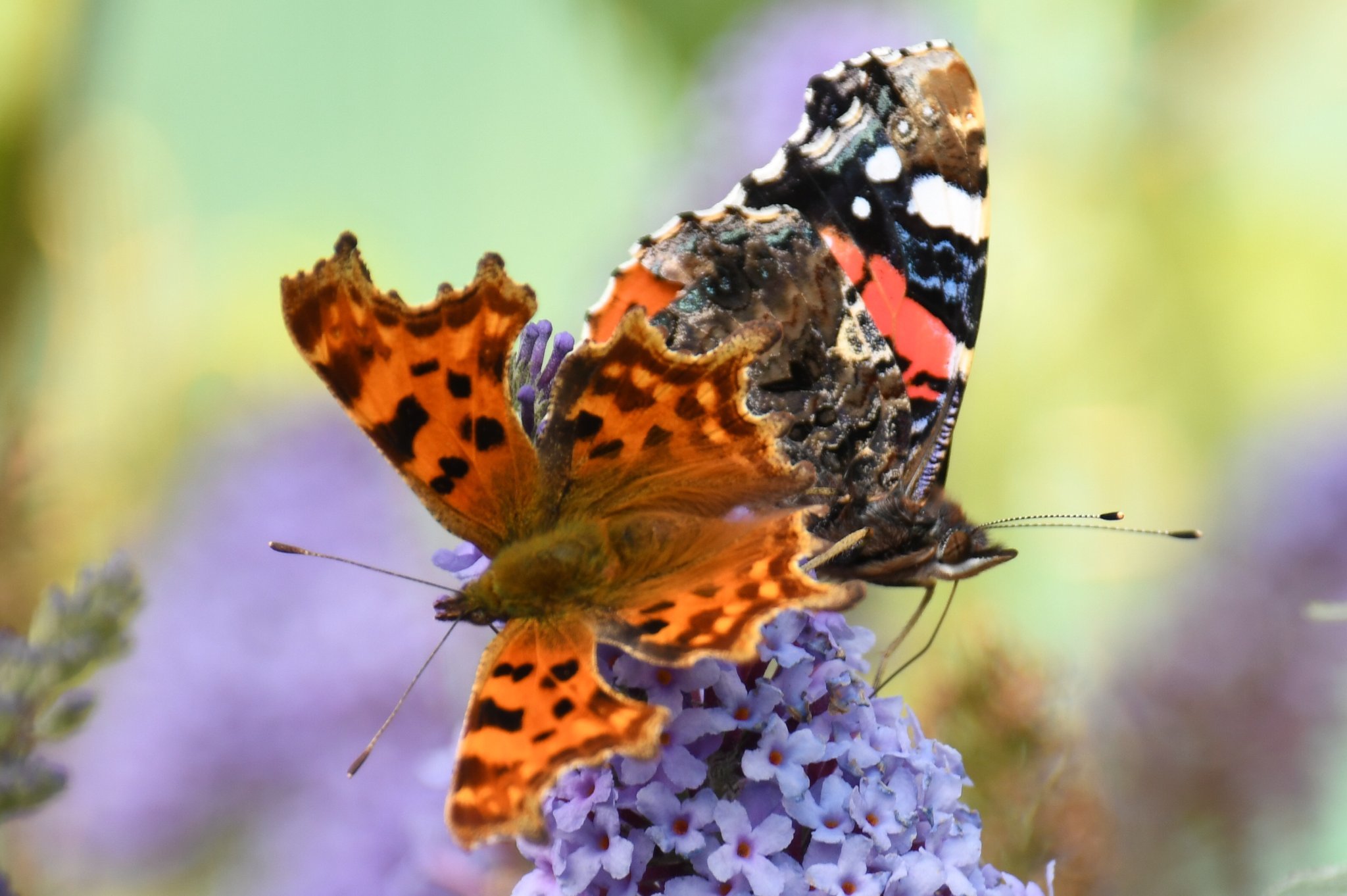 Two friendly butterflies by Paul Wright