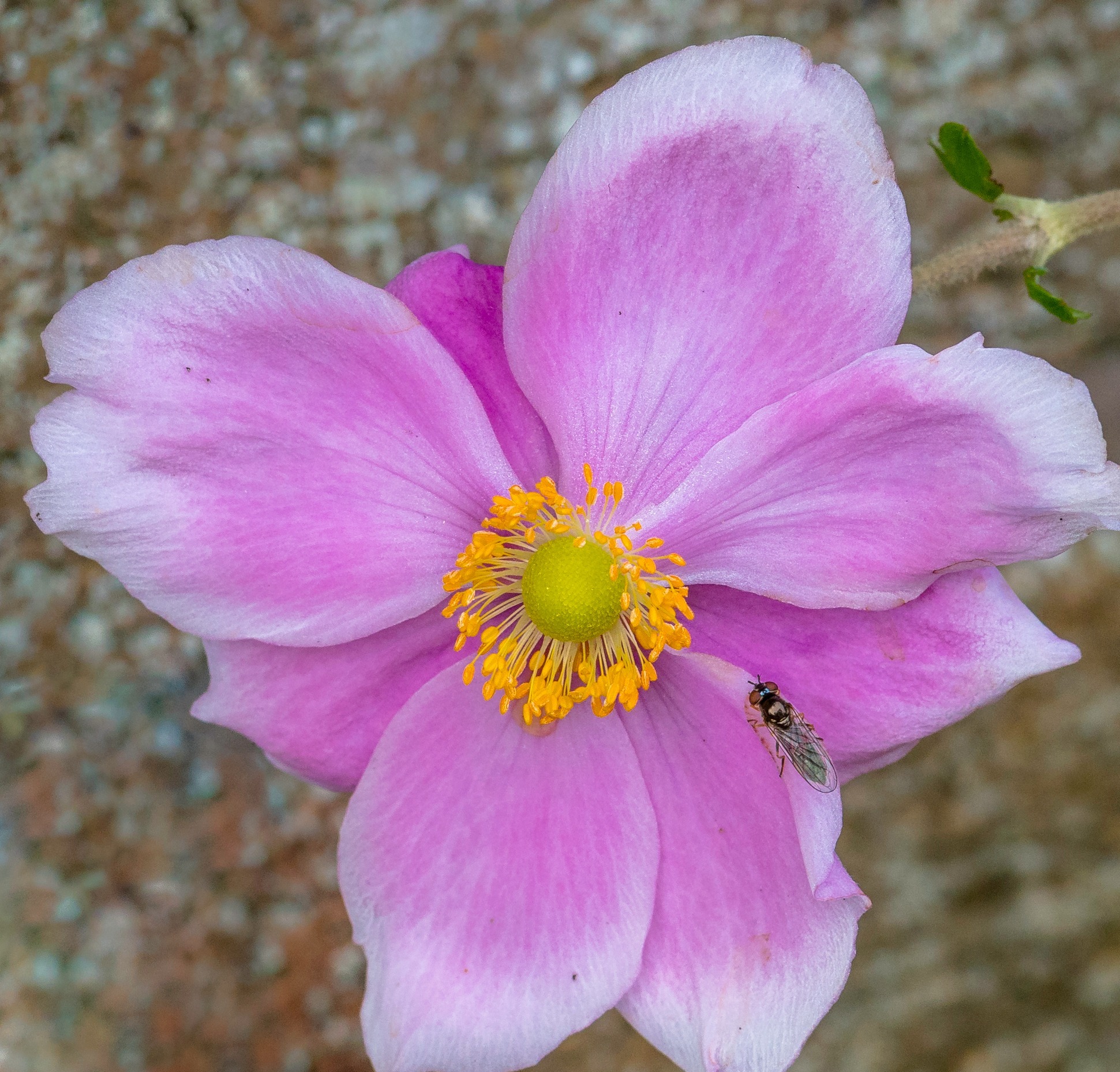 A Japanese anemone by Alan Bailey