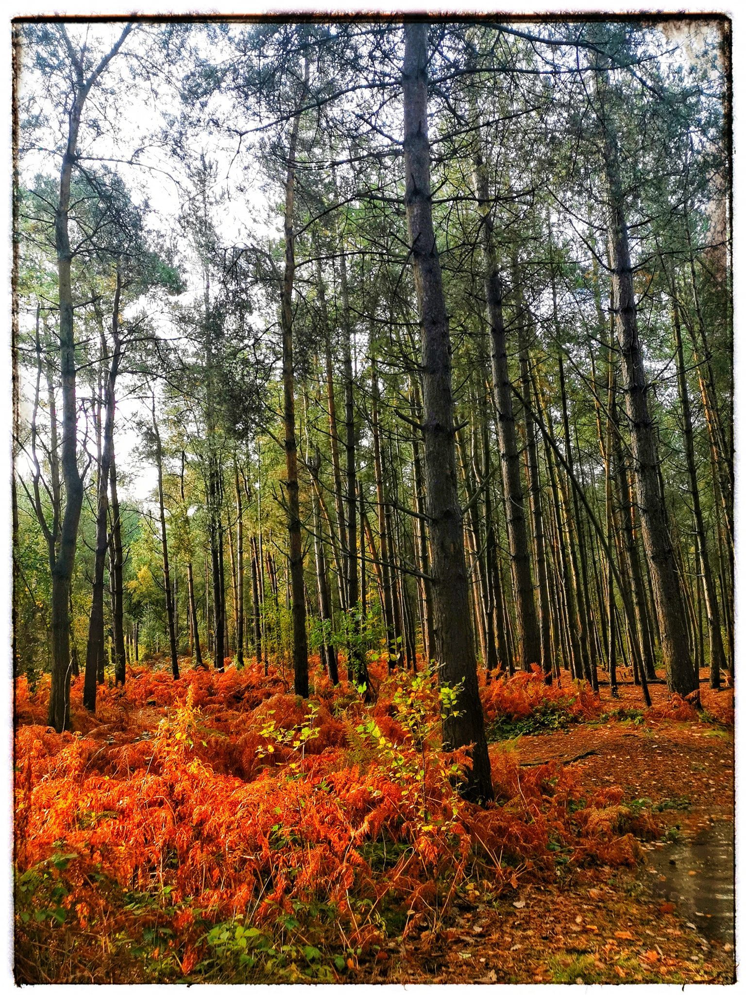 Delamere Forest (Picture credit: Patricia Dyson)