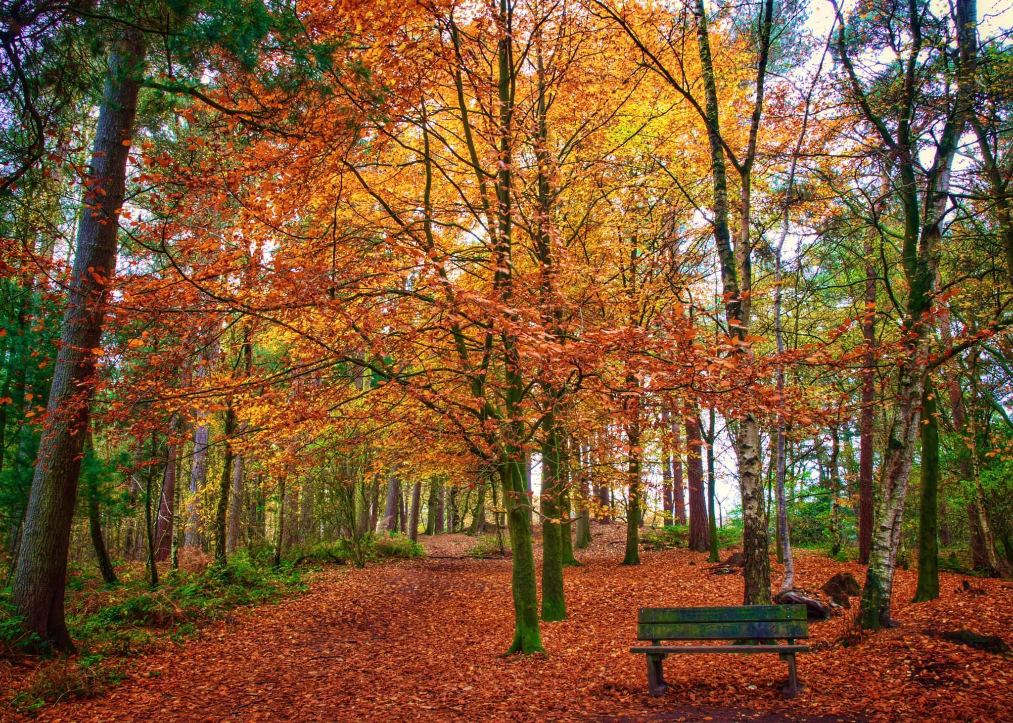 The Sandstone Trail runs through Delamere Forest (Picture: Imagewich)