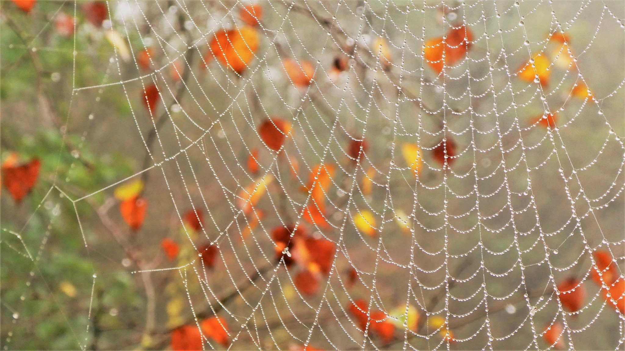 A cobweb at Witton Brook by Lynne Bentley