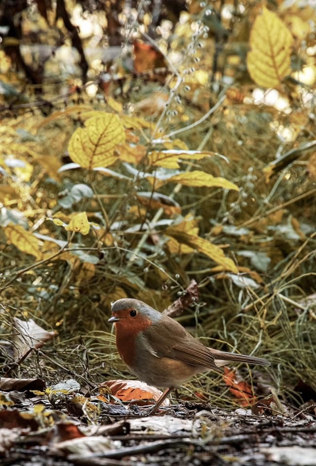A robin in Toft Wood by Charlie Norbury