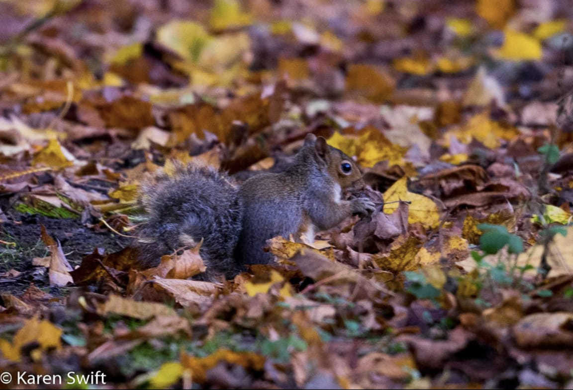 A squirrel at Weaver Park Way by Karen Swift