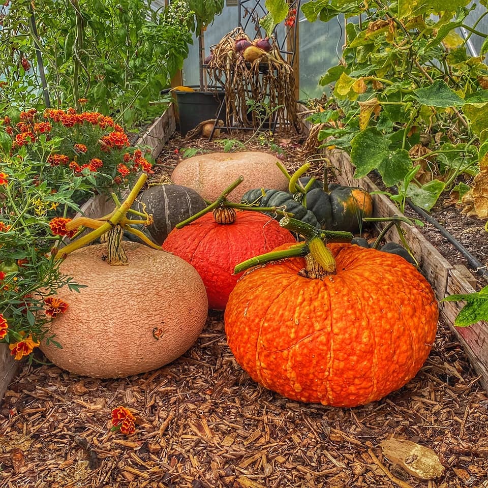 Pumpkins in Antrobus by Sue Lawles