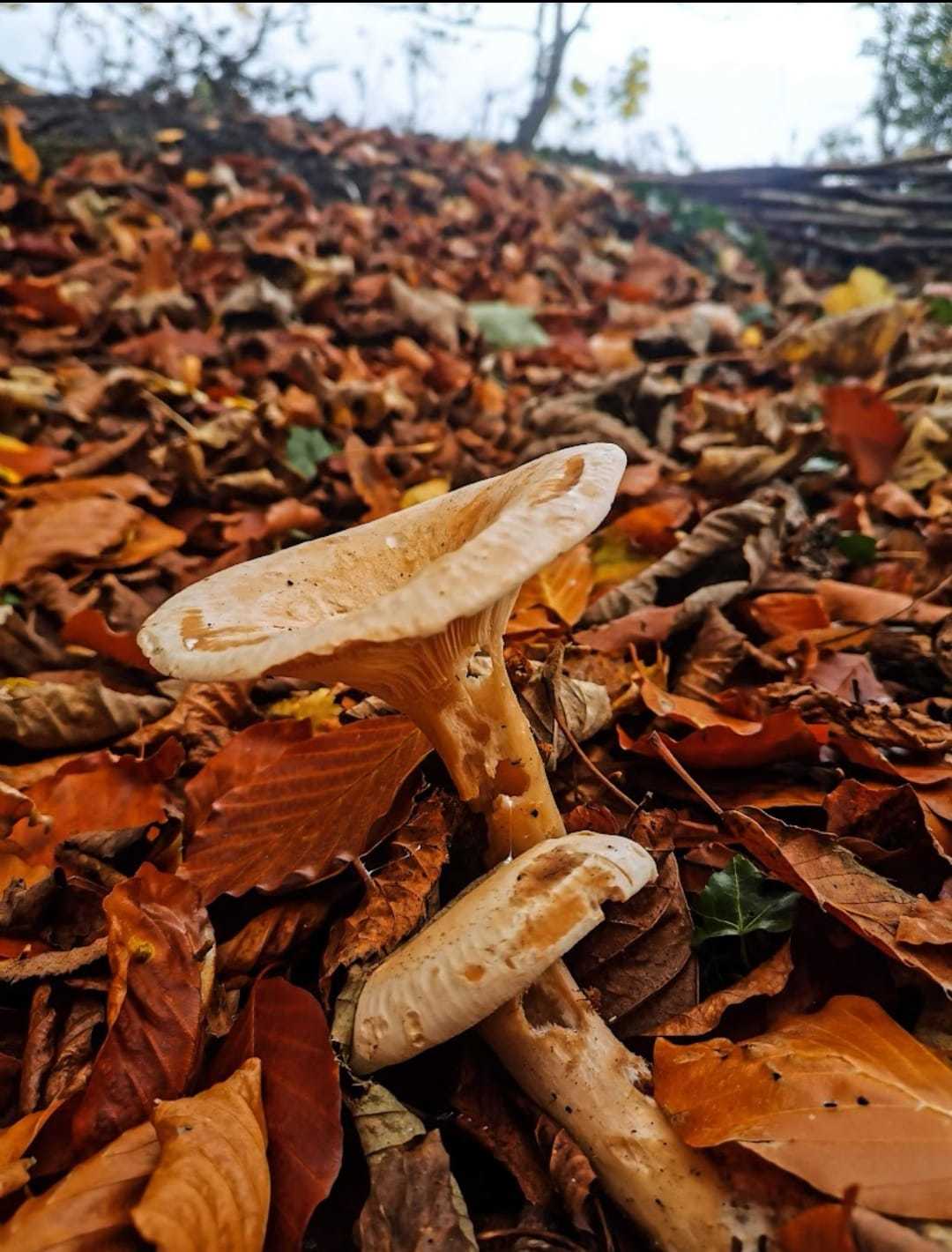 Mushrooms at Marbury Country Park by Ann Marie Taylor