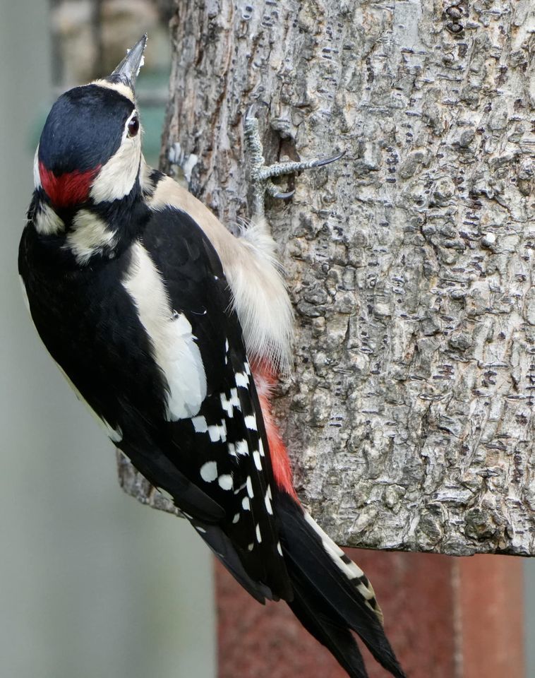 A male great spotted woodpecker by Andy Conboy