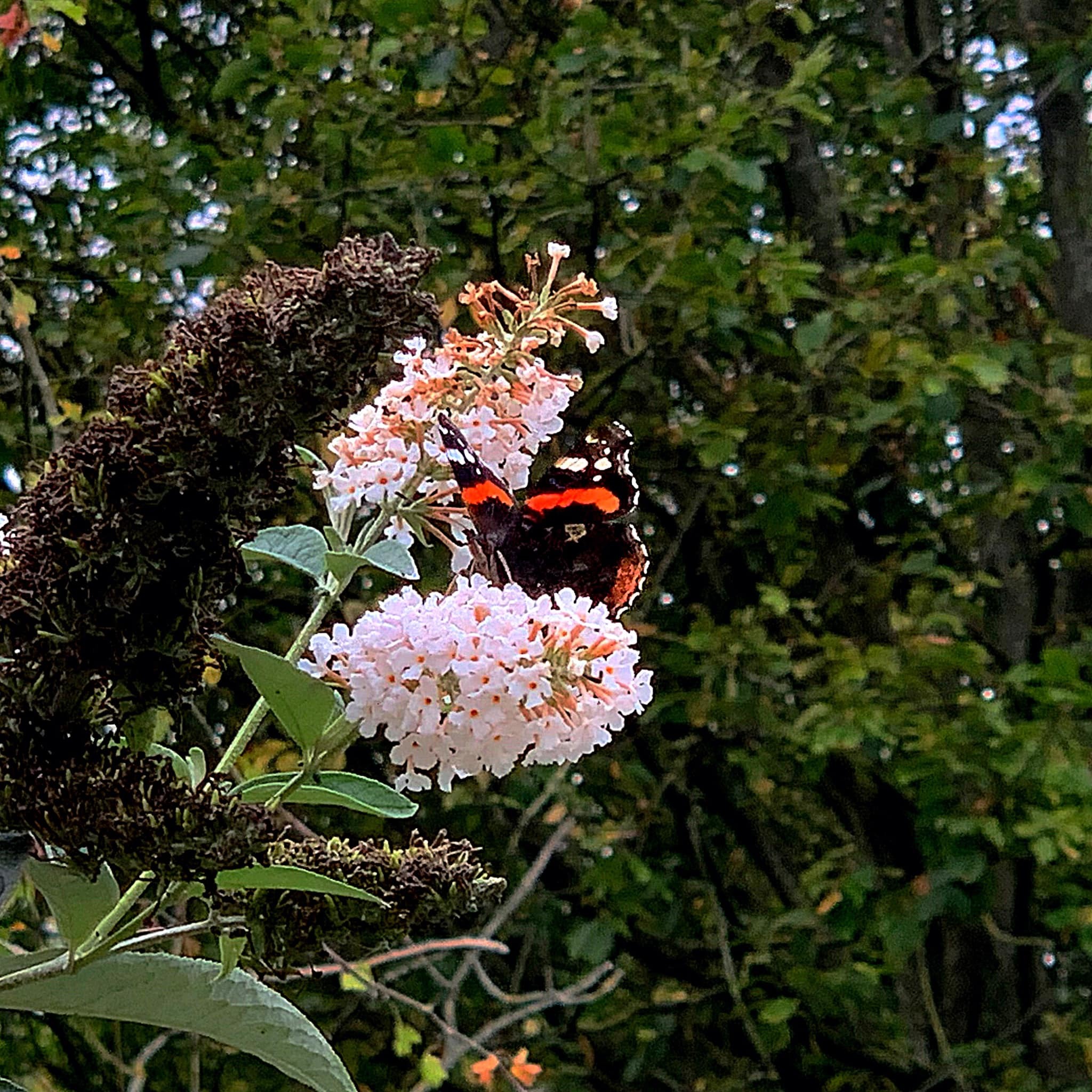 A red admiral by Carly Jo Curbishley