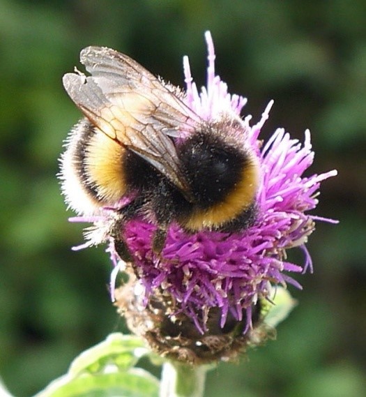 A busy bee taken in Thorn Wood in Weaverham