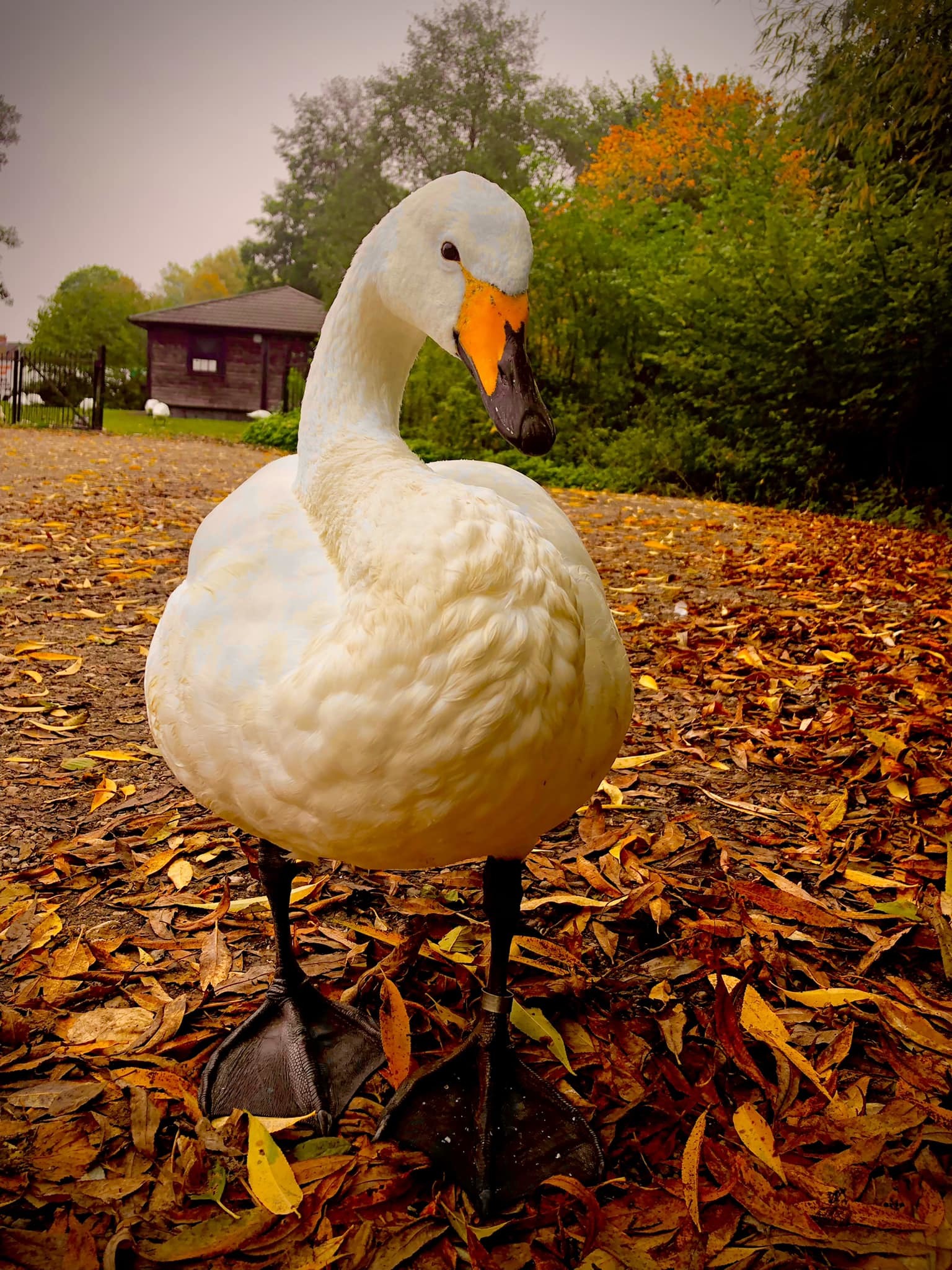 An autumnal whooper swan by Ryan Mottram