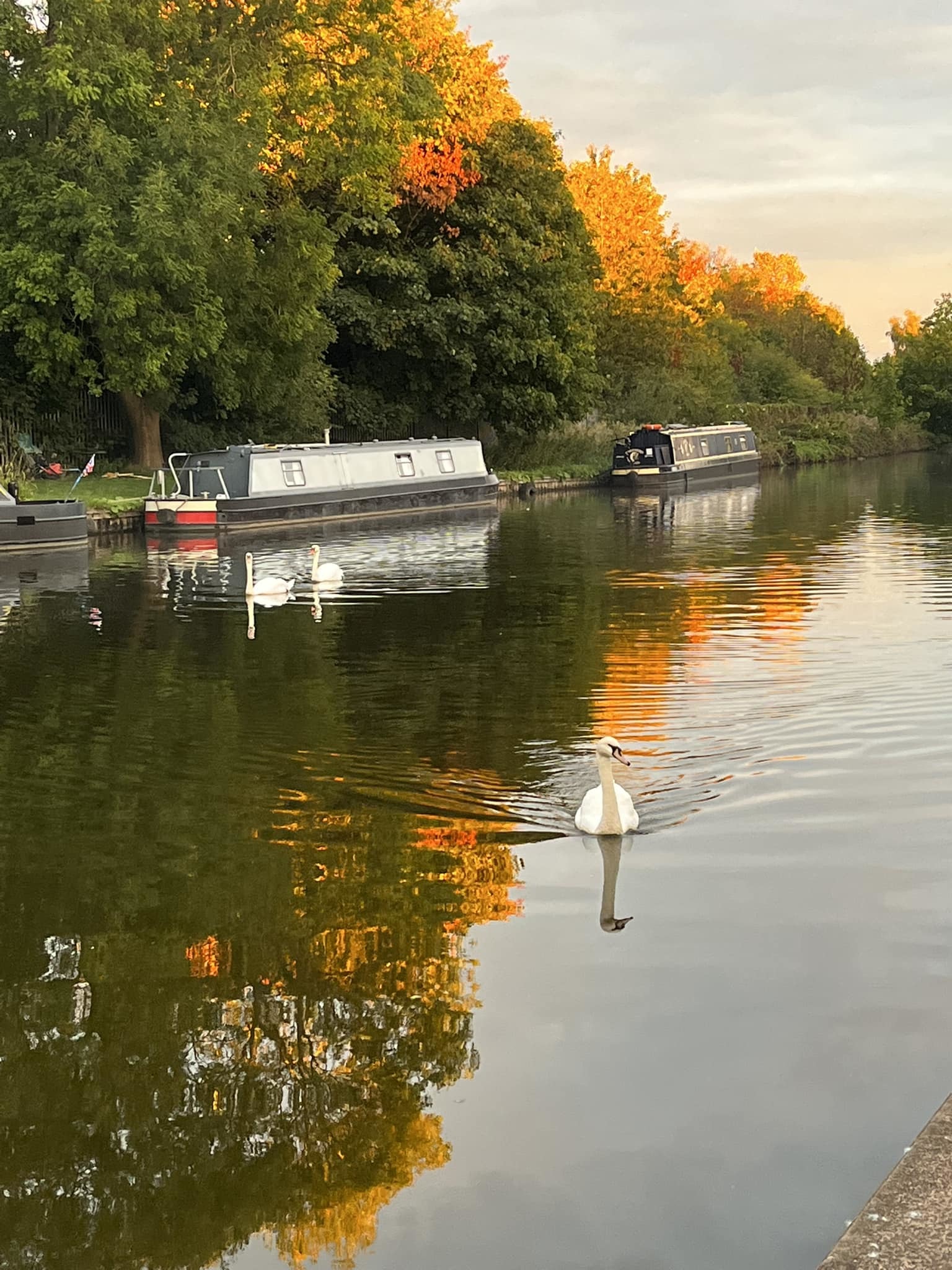 Middlewich swans by Hayley Bailey French