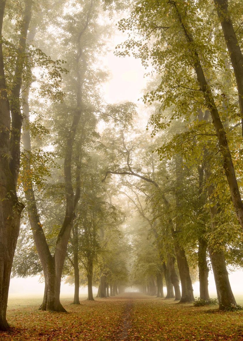 Misty Marbury morning by Imagewich