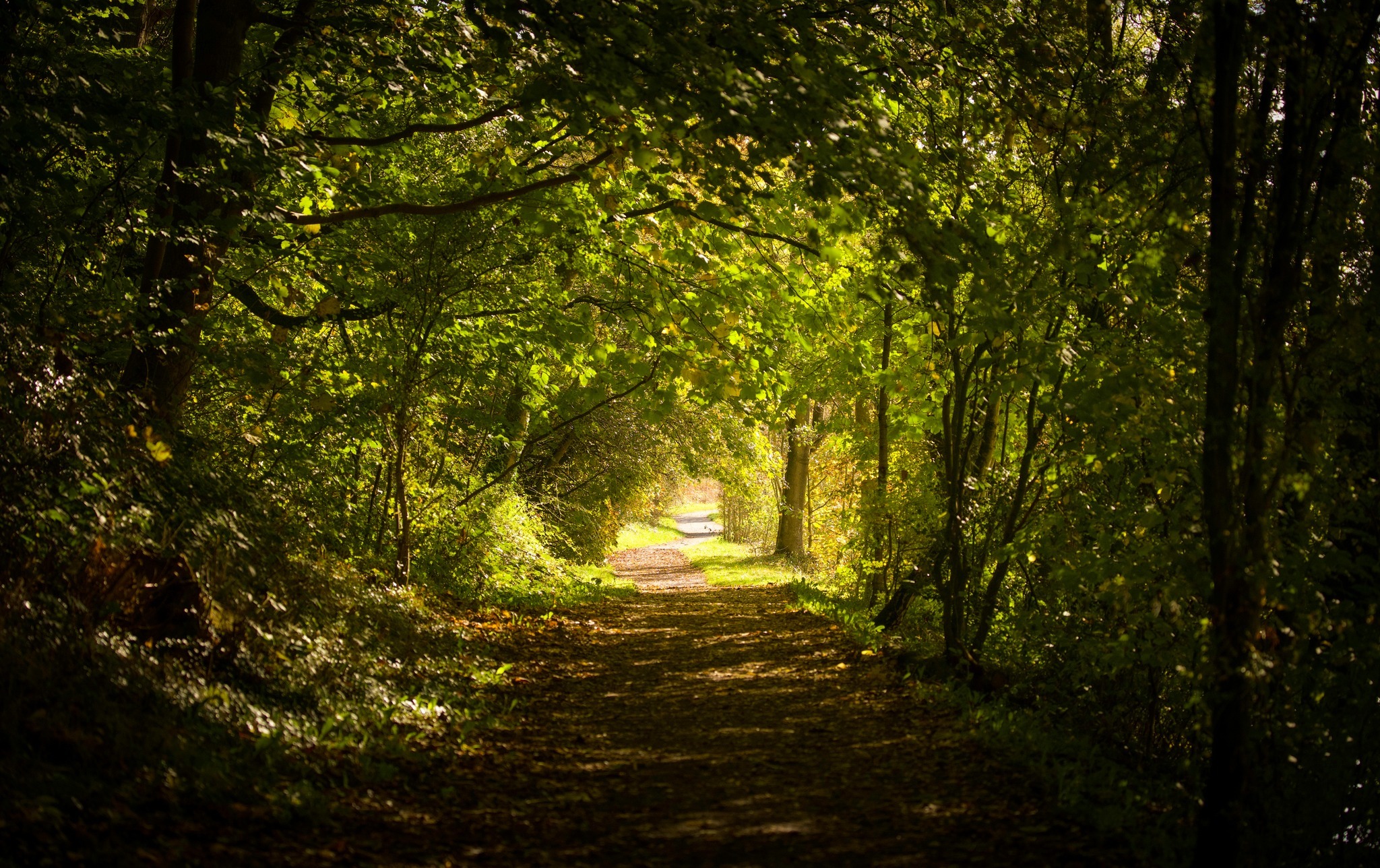 Tree tunnel along the Weaver from Moulton towards the locks by Heather Wilde