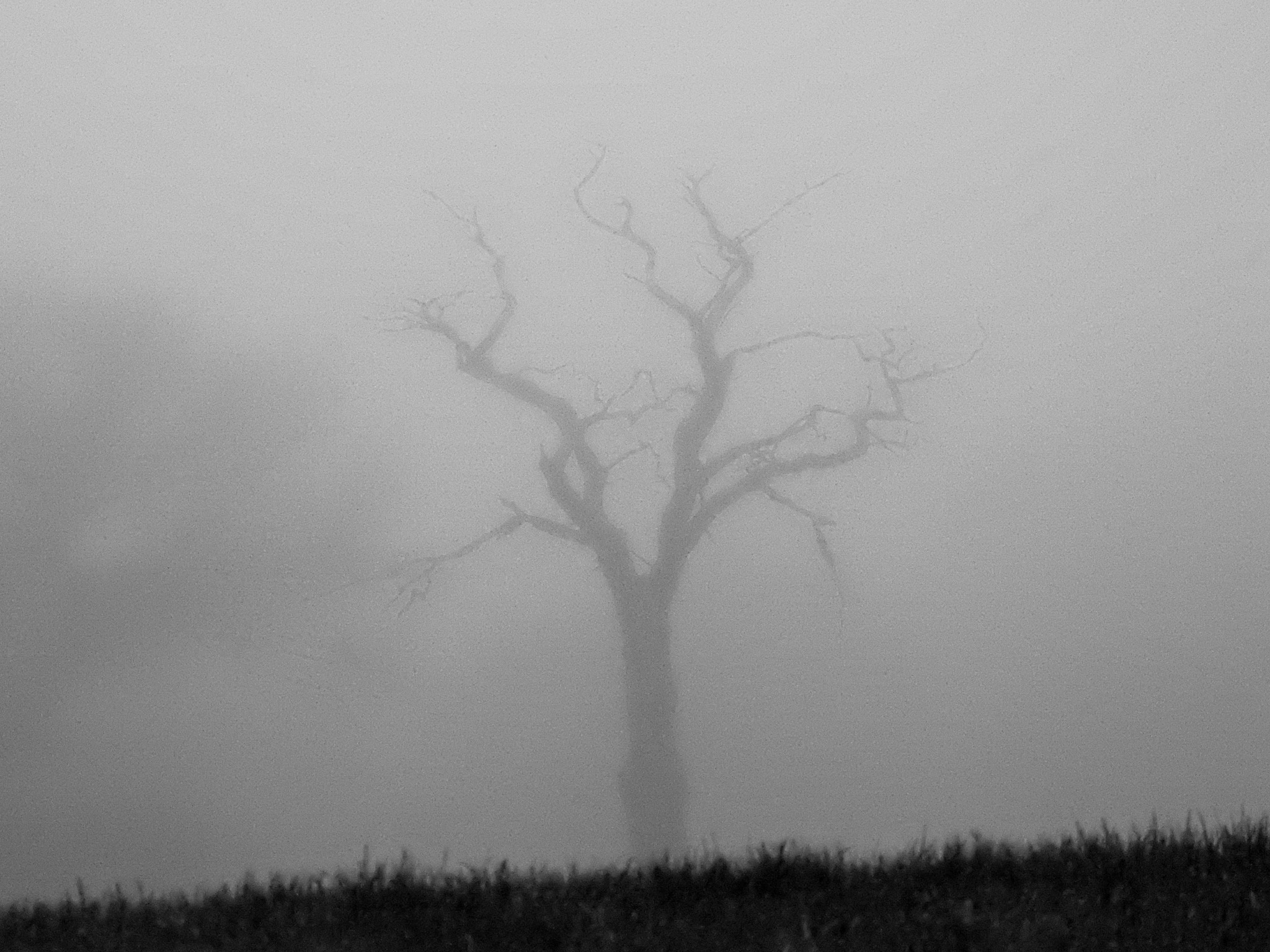 A dead tree in Winsford by Lynzi Blake