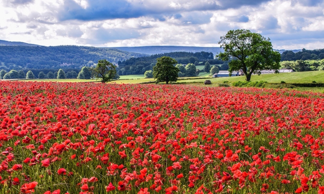 Poppy fields near Chatsworth House