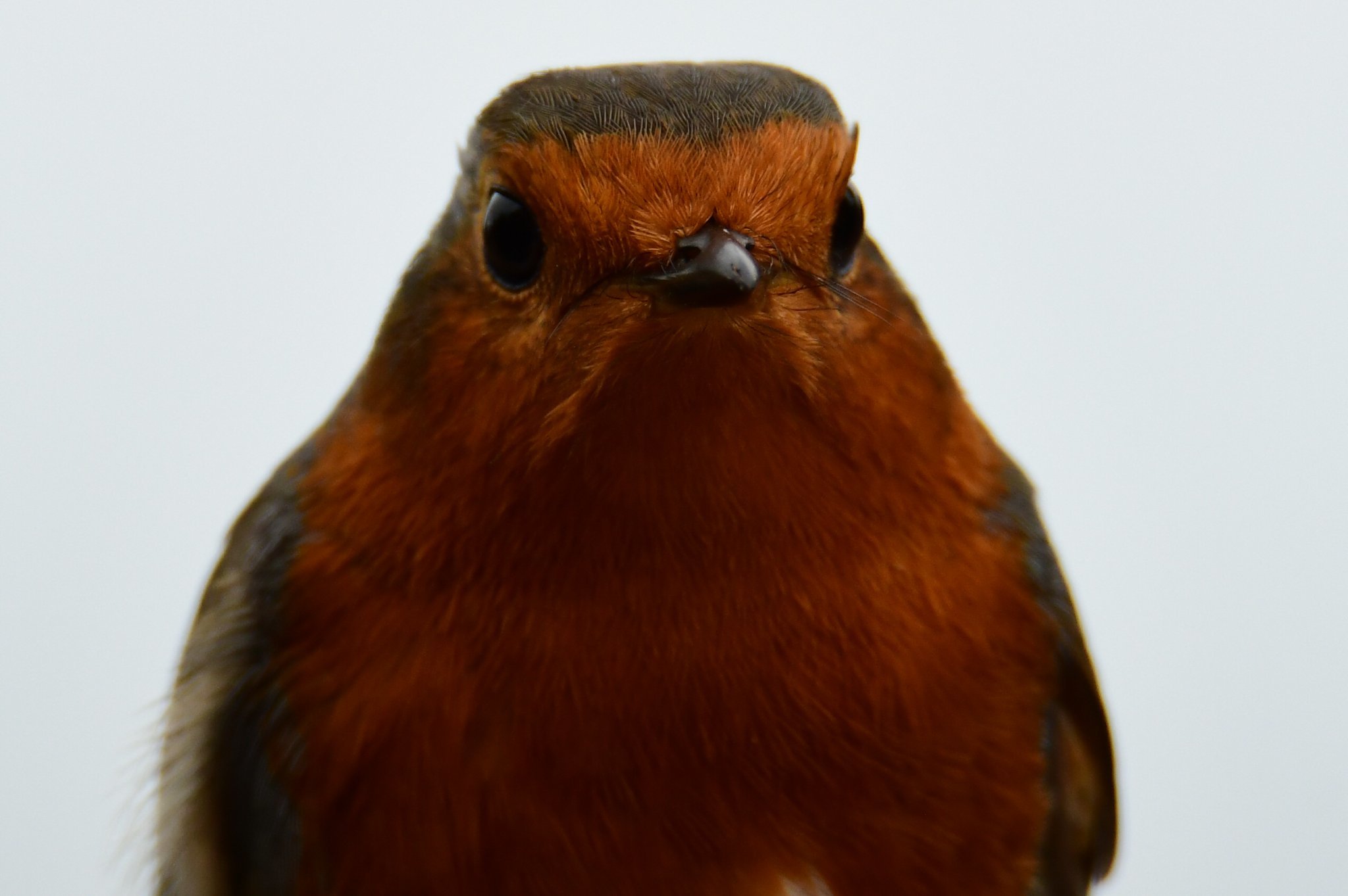A red-breasted robin by Paul Wright