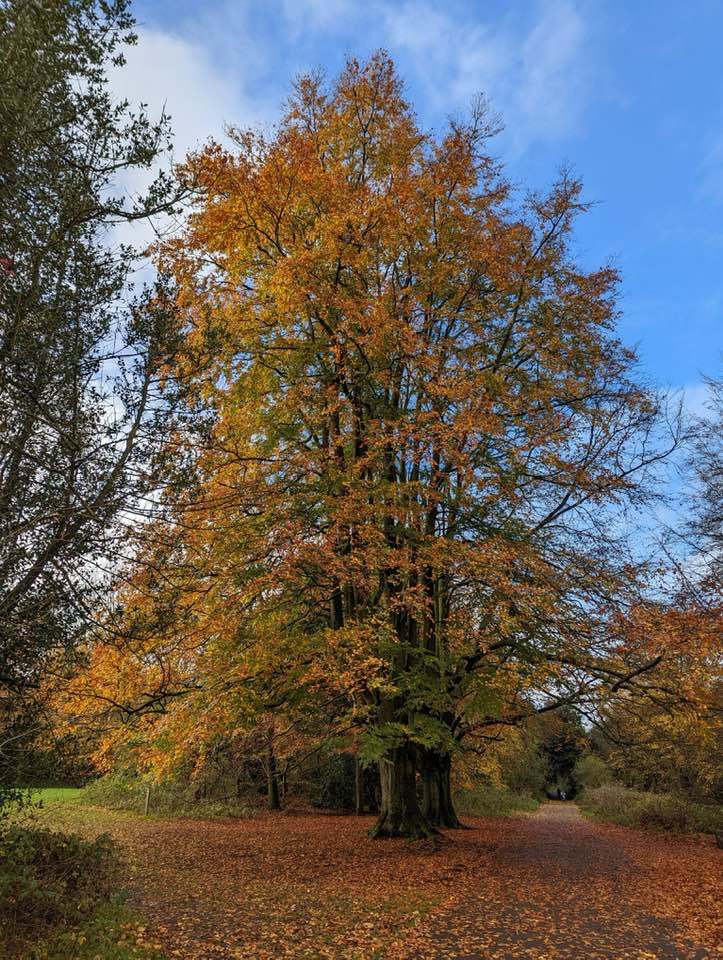 Autumn trees at Marbury Park by Andrew Pratt